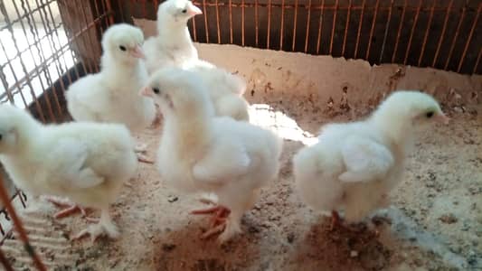 Cochin chicks aur breeders