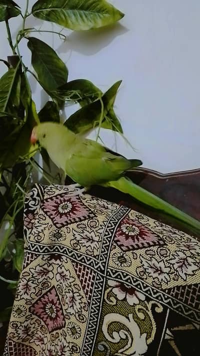 parrot
