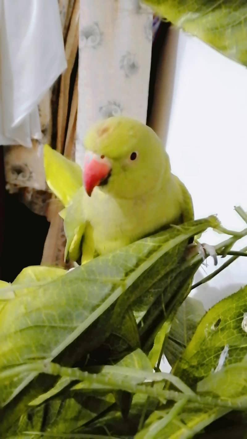parrot 1