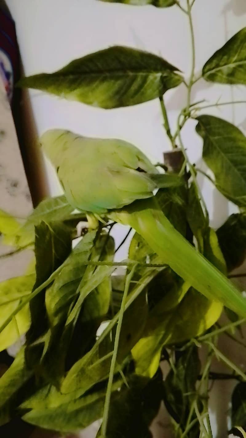 parrot 2