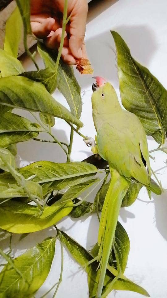 parrot 3