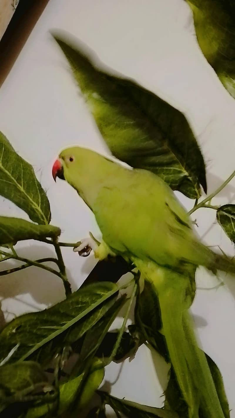 parrot 4