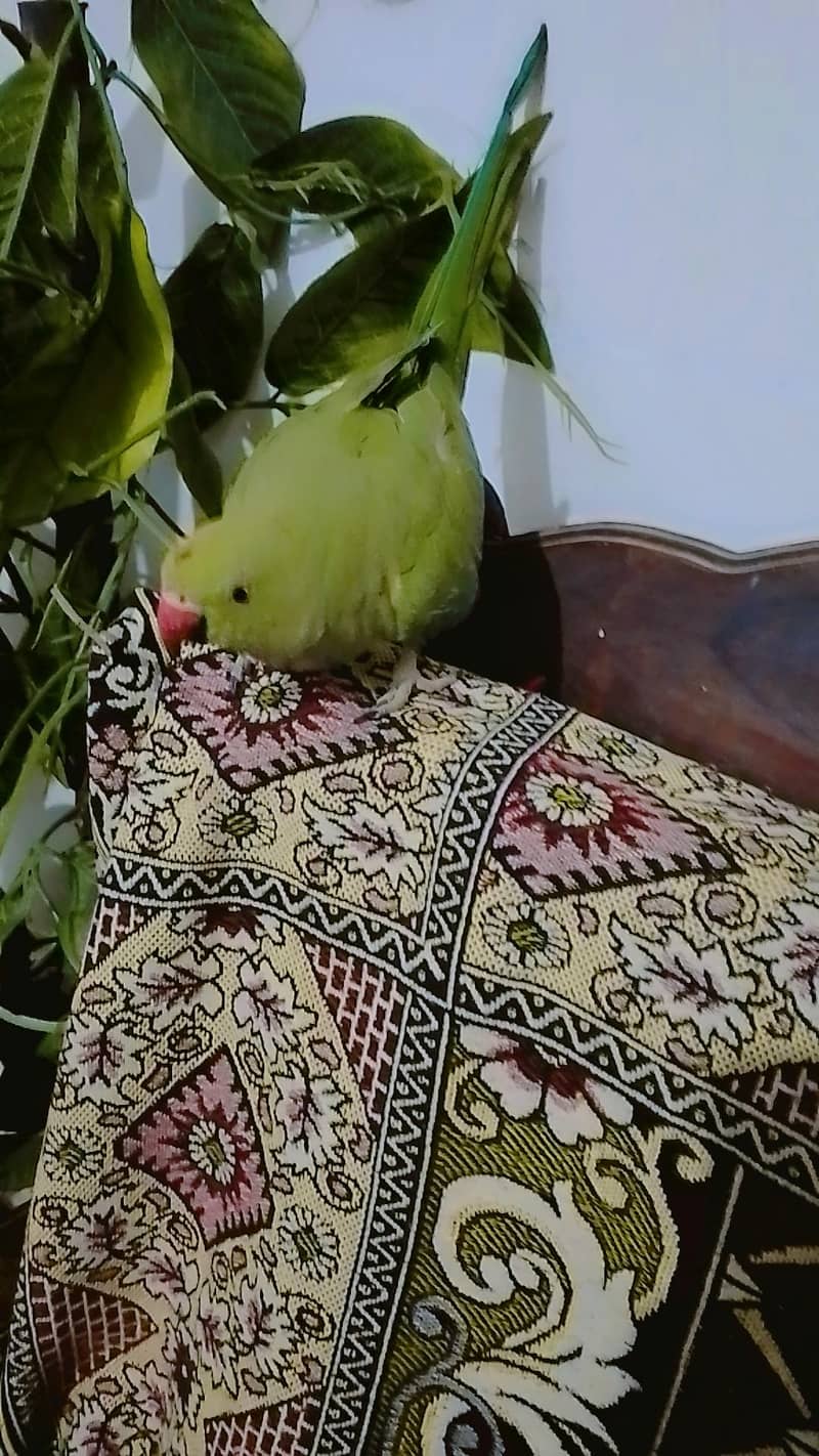 parrot 5