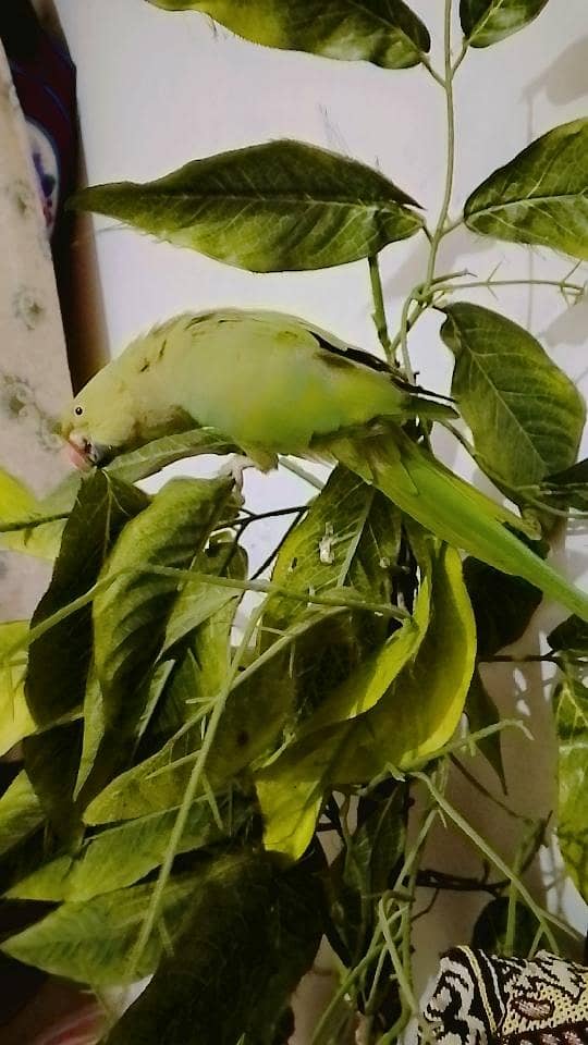 parrot 6
