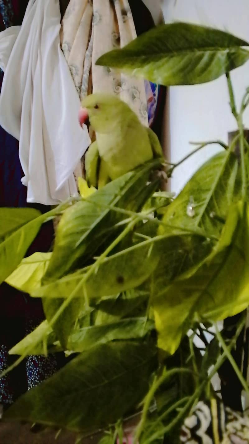 parrot 7