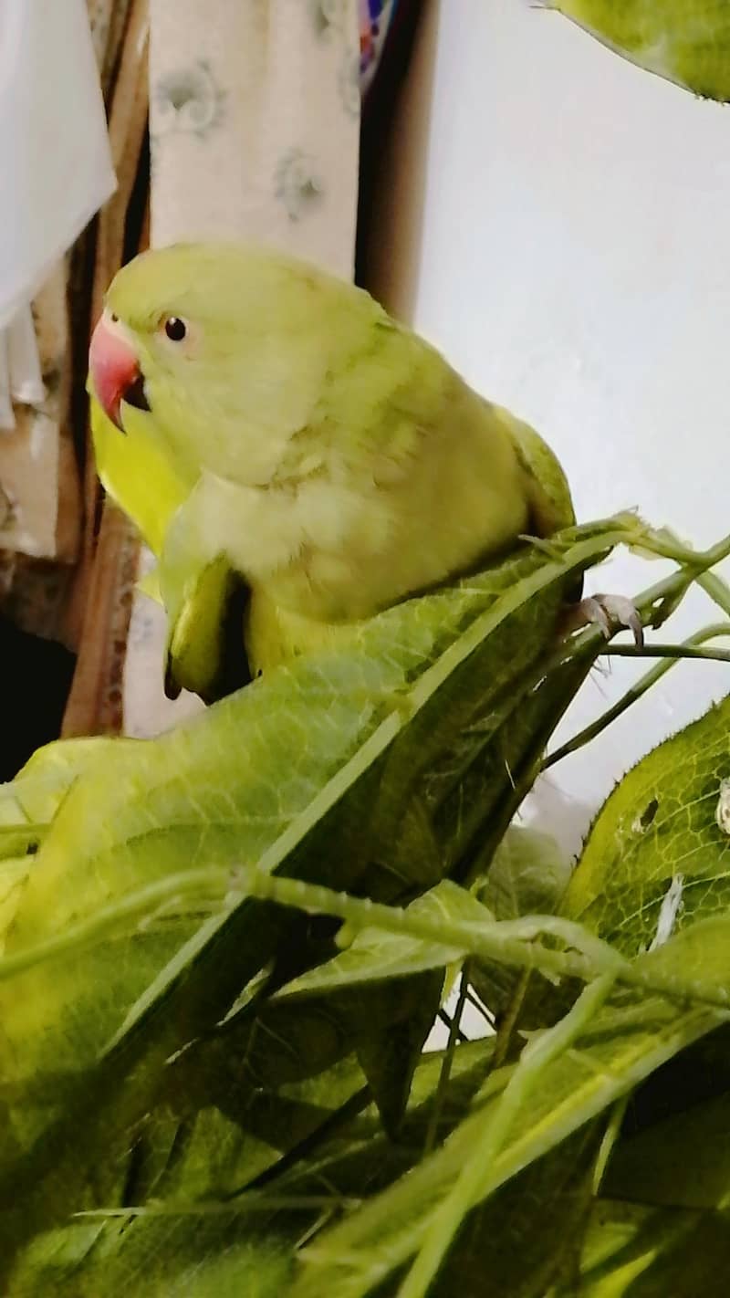 parrot 8