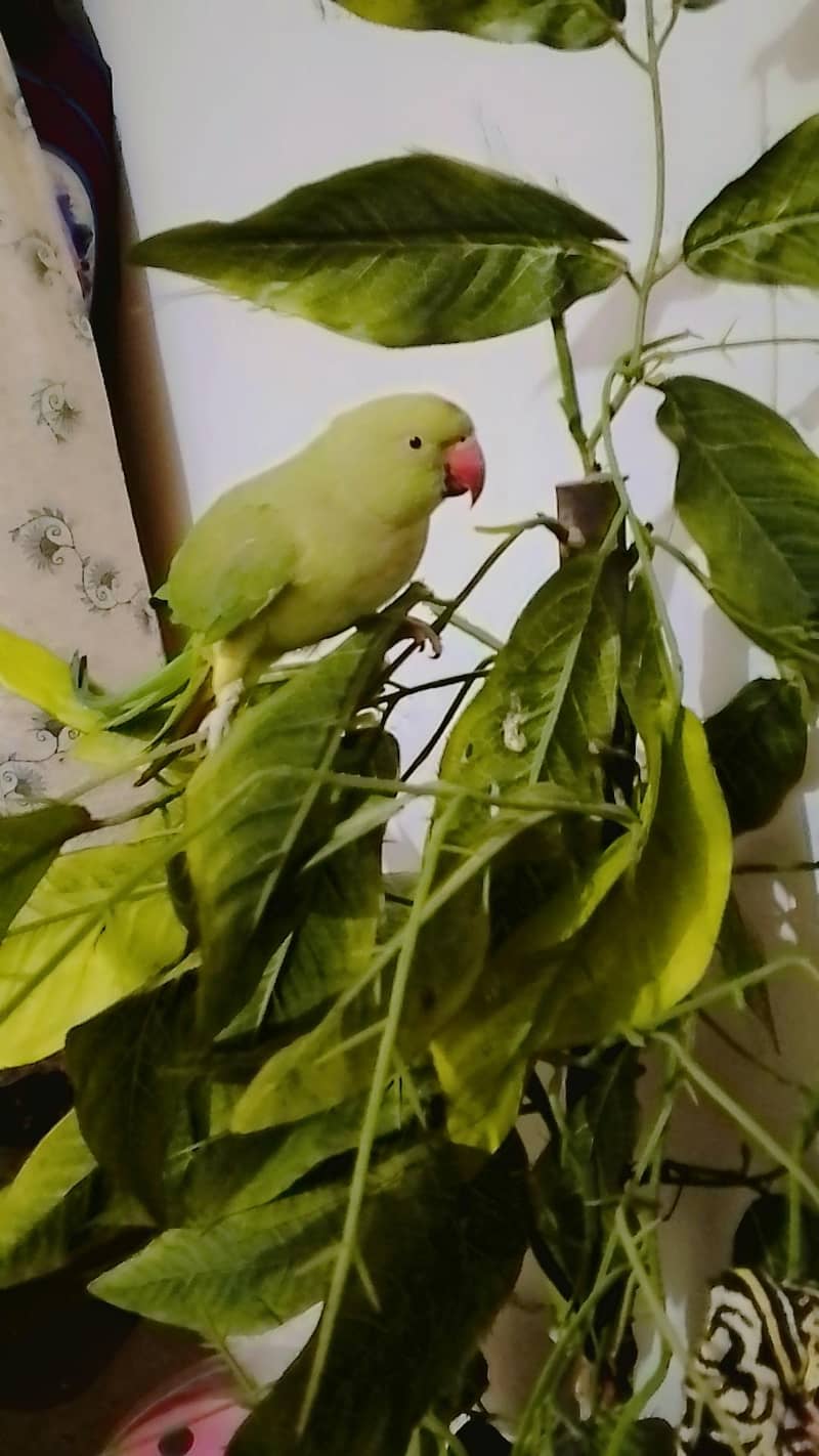 parrot 9