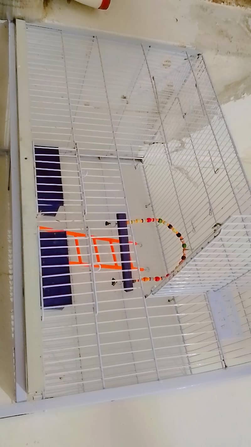 parrot 11