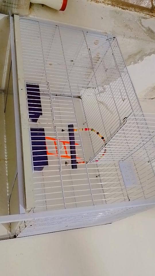 parrot 12