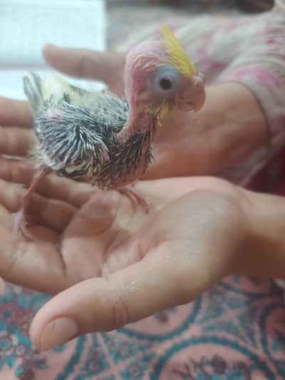 Pied Cockatiel chick