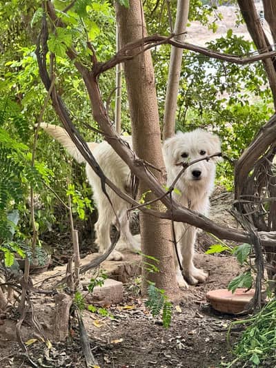 Russian Dog