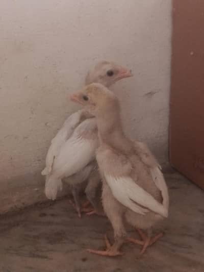 1500 par  pour  heera pair 3000 ka 1 male  1 female