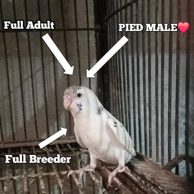 High Quality pied Male white piece