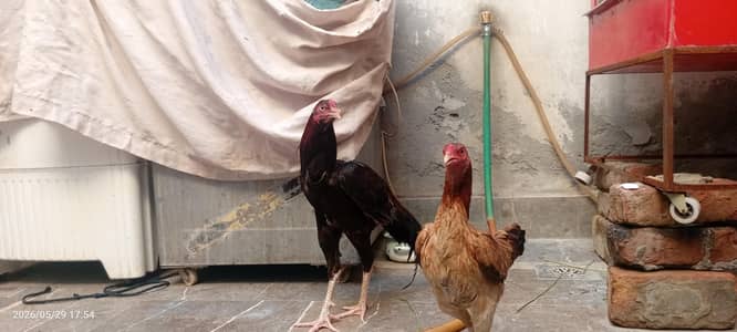 Murga and Murgi