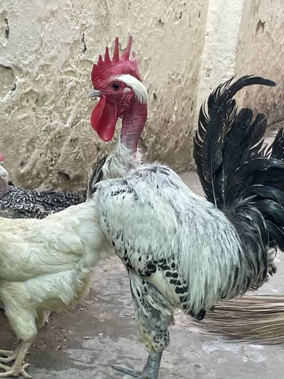Murga golden hens