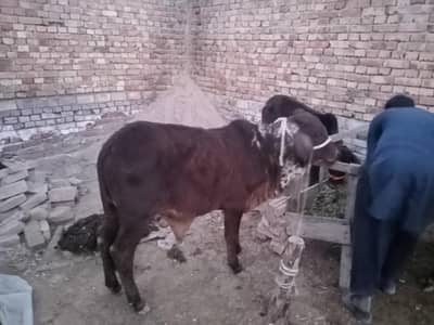منہ سے پکے کھیرے بچھڑے