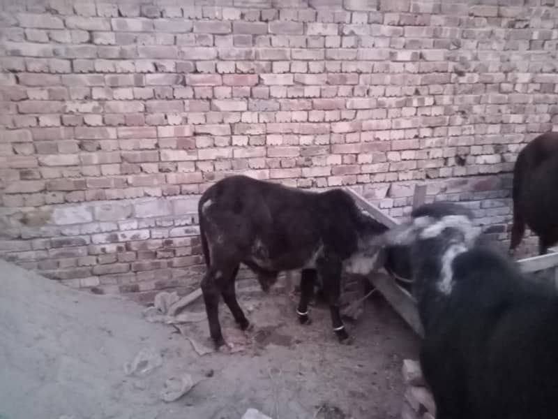 منہ سے پکے کھیرے بچھڑے 1