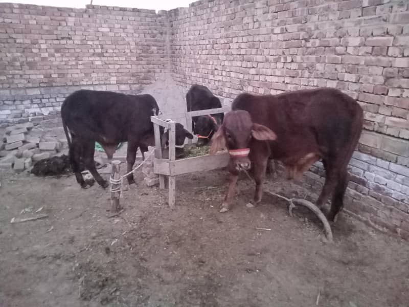 منہ سے پکے کھیرے بچھڑے 2