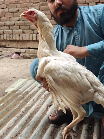 pur aseel whit maadi