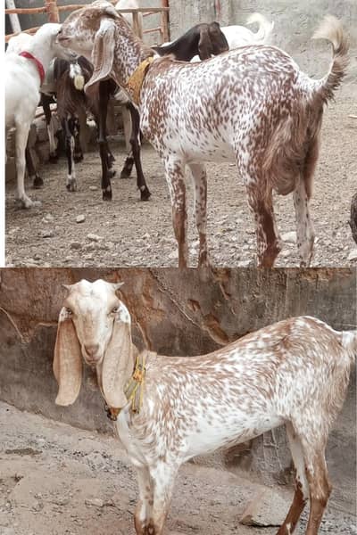Makha cheeni Pair