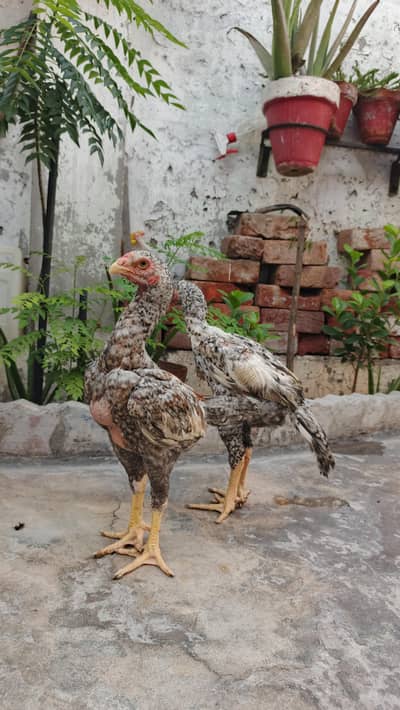 O Shamu Coco Pair 3 Months For Sale