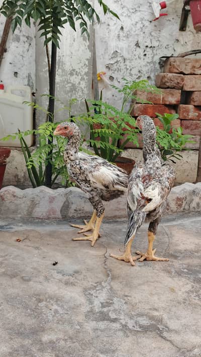 O Shamu Coco Pair 3 Months For Sale