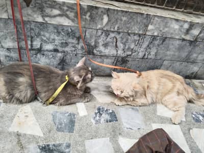 DOUBLE COAT PAIR HOME BREAD