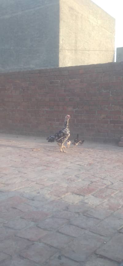 aseel hen with 8 chiks