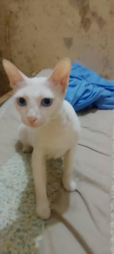 Hera Cat with Two male Kids Two Months,