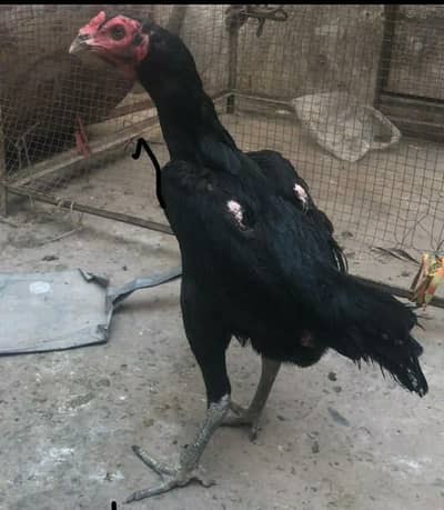 pair for sale 03236314313