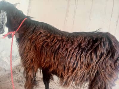bacho wali bakri for sale