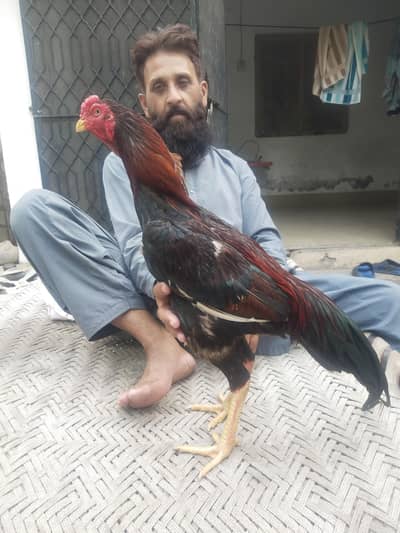 aseel for sale