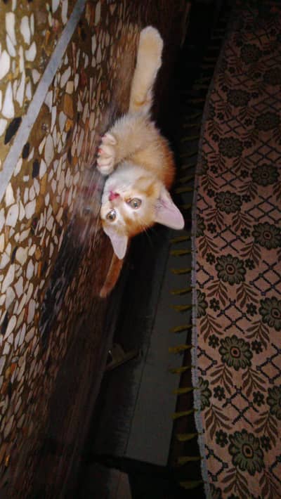 persian ginger kitten for sale