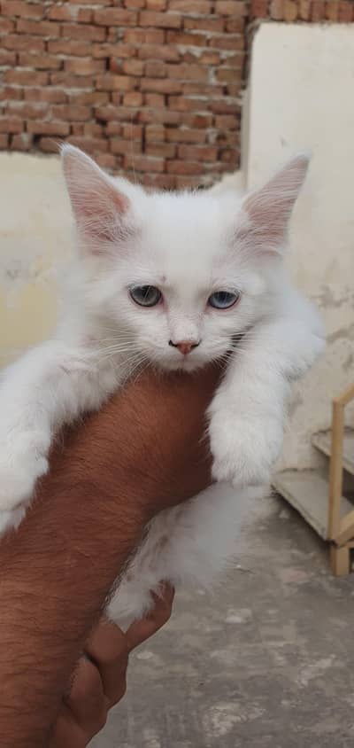 Persian kitten for sale