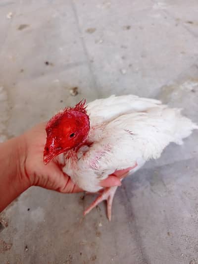 Paper white quality home breed male bacha for sale.