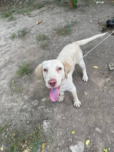 Healthy Labrador Mix Puppy for Sale – Active & Friendly