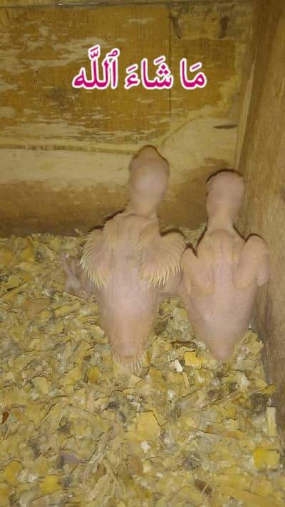 Yellow Ringneck Chicks
