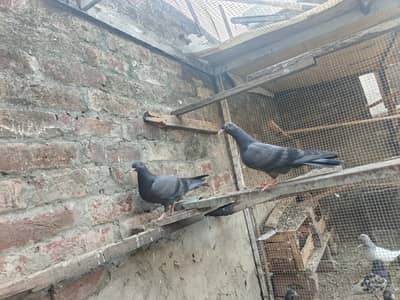 baby pigeon for sale