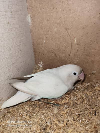 love bird