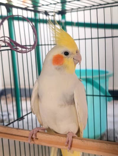 2 Pairs Cocktail & Budgies Available