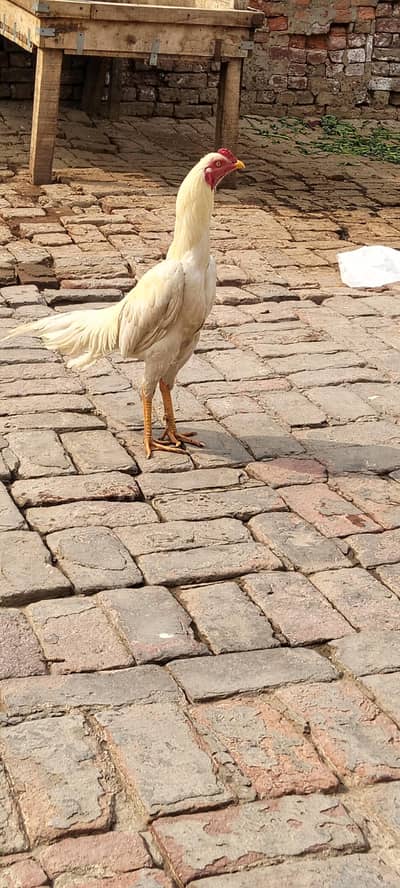 shamo cross heera Aseel male Available