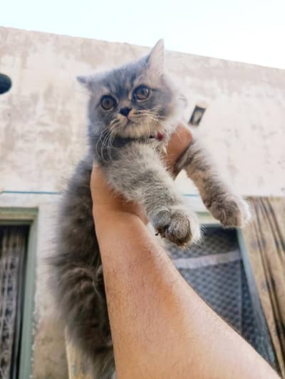 Litter trained. Full active.