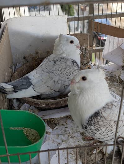 Setinate / German Tie  breeder pair American size