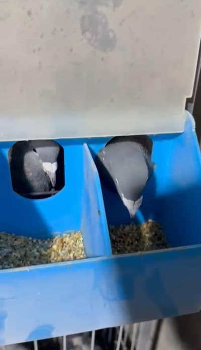 Top Quality homer Qasid blue bar breeder pair