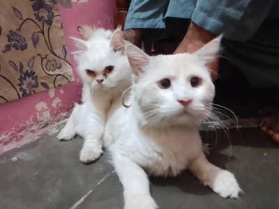 adult pair persian