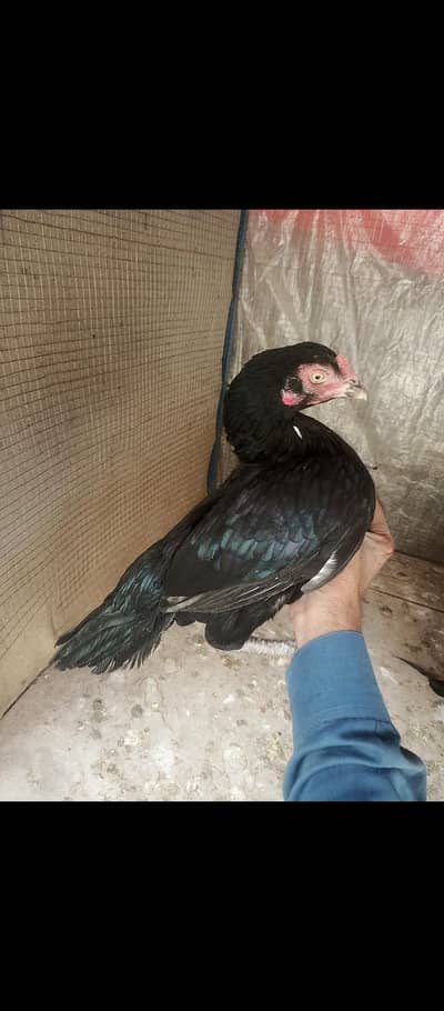 lasani pair 03335303785