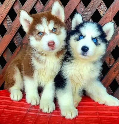 Siberian husky puppies 92@330*540*6115