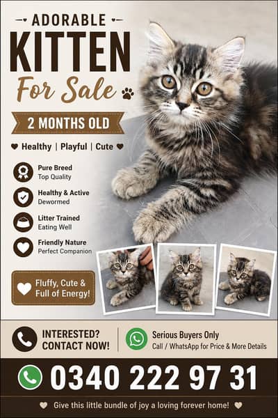 pure Tabby  Persian kitten rare breed available for sale