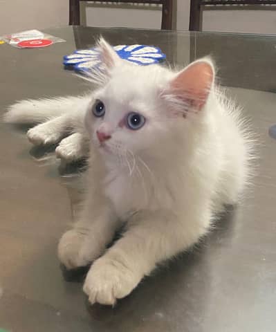Persian kitten