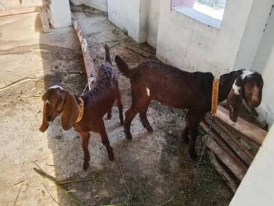 beautiful goat pair for sale